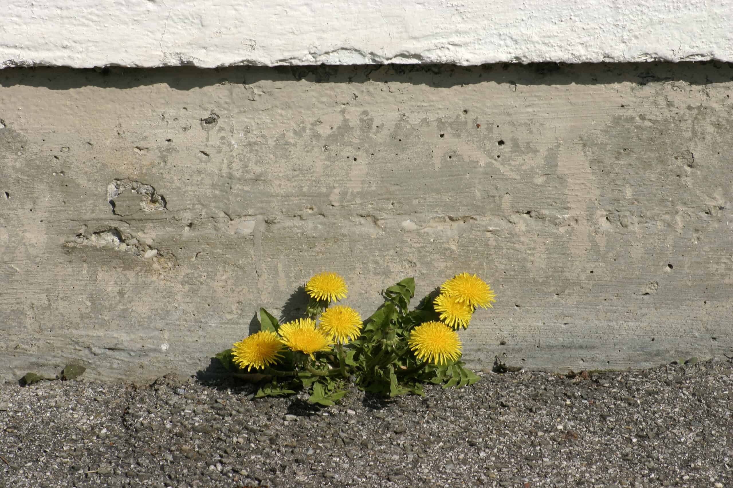 How Dandelions Break Through Concrete With Nothing but Willpower (and Physics)