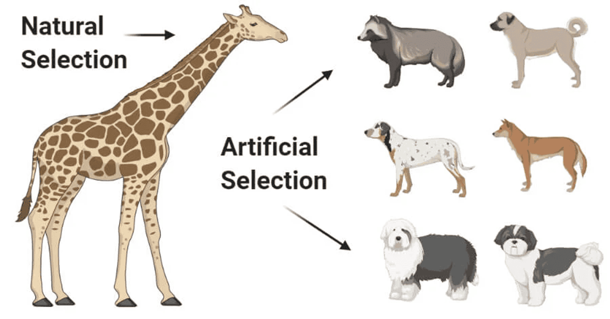 Artificial selection — when humans take what they want genetically