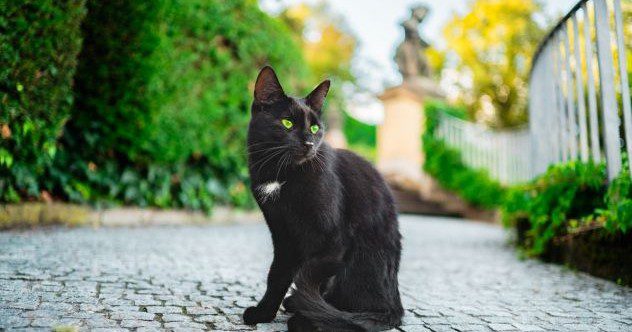 10 Times the Christian Church Took on the Animal Kingdom